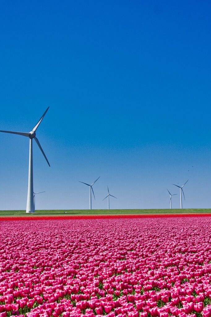 tulips, field, windmills-4980246.jpg